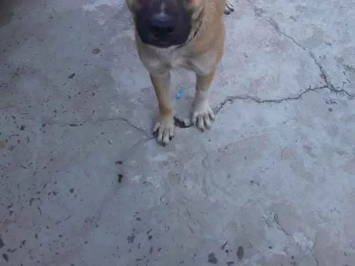 Cachorro ra a Vira lata idade 1 ano nome Ainda não tem 