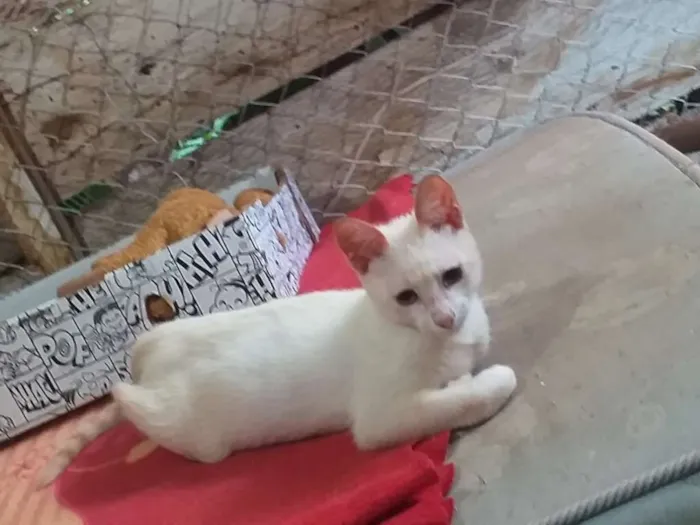 Gato ra a Indefinida idade 2 a 6 meses nome Sem nome