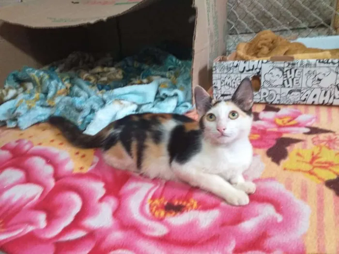 Gato ra a Indefinida idade 2 a 6 meses nome Sem nome