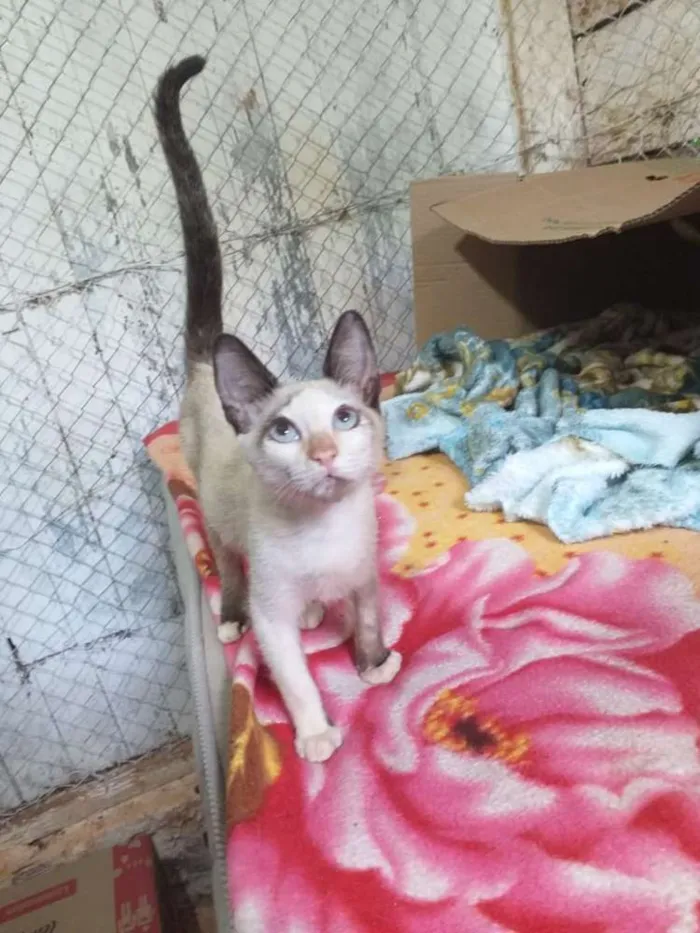 Gato ra a Indefinida idade 2 a 6 meses nome Sem nome