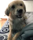 Amora