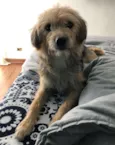 Amora