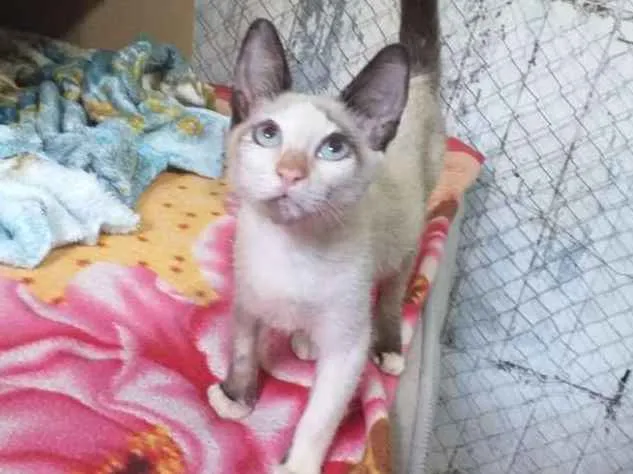 Gato ra a Indefinida idade 2 a 6 meses nome Sem nome