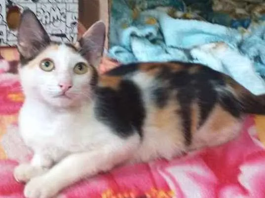 Gato ra a Indefinida idade 2 a 6 meses nome Sem nome