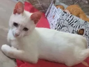 Gato raça Indefinida idade 2 a 6 meses nome Sem nome