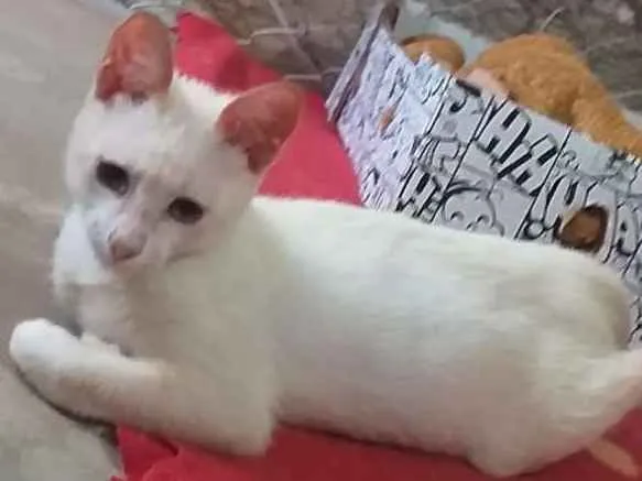 Gato ra a Indefinida idade 2 a 6 meses nome Sem nome