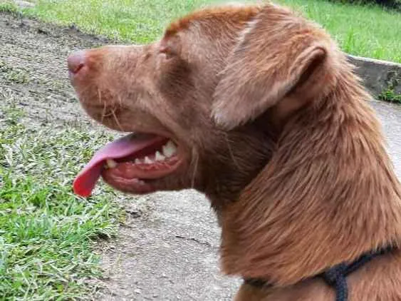 Cachorro ra a Vira lata idade 1 ano nome Caramelo