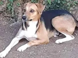 Cachorro raça SRD idade 2 anos nome Vários