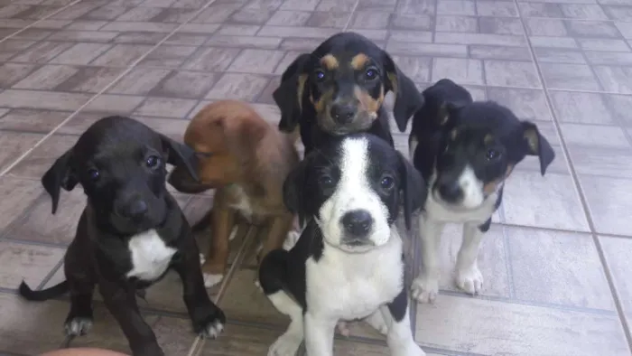 Cachorro ra a Fila idade 2 a 6 meses nome Está sem 