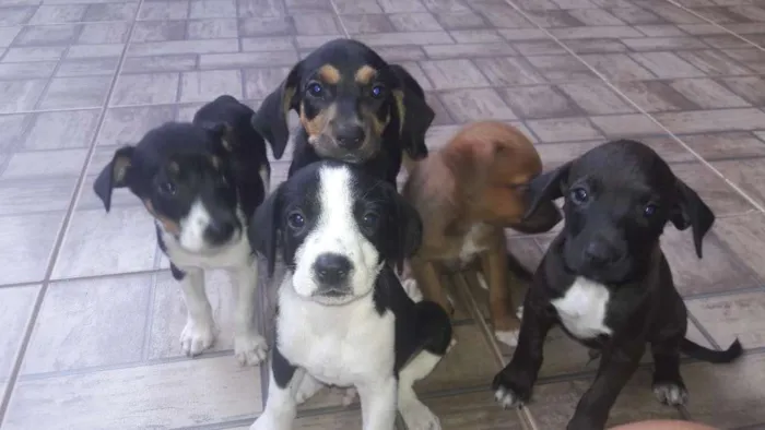 Cachorro ra a Fila idade 2 a 6 meses nome Está sem 