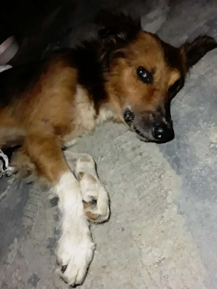 Cachorro raça Vira-lata  idade  nome Não possui