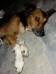 Não possui
