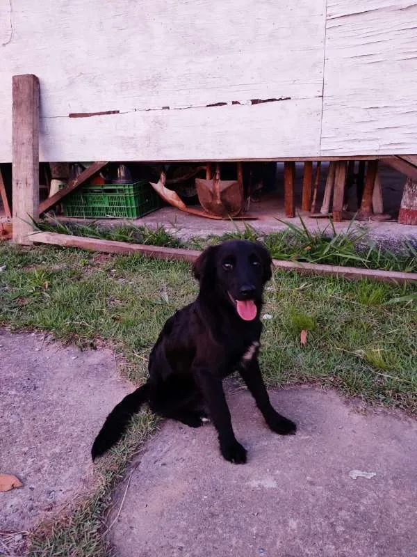 Cachorro ra a indefinido idade 2 a 6 meses nome Filhote