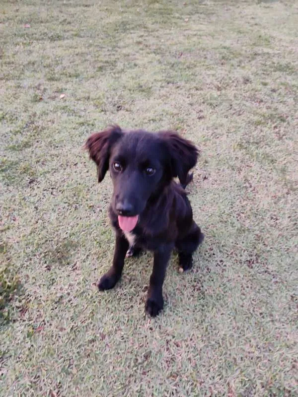 Cachorro ra a indefinido idade 2 a 6 meses nome Filhote
