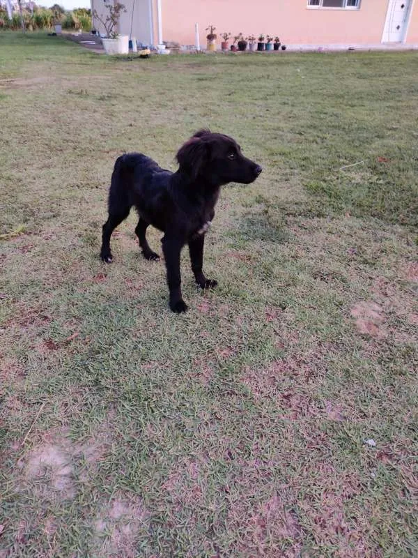 Cachorro ra a indefinido idade 2 a 6 meses nome Filhote