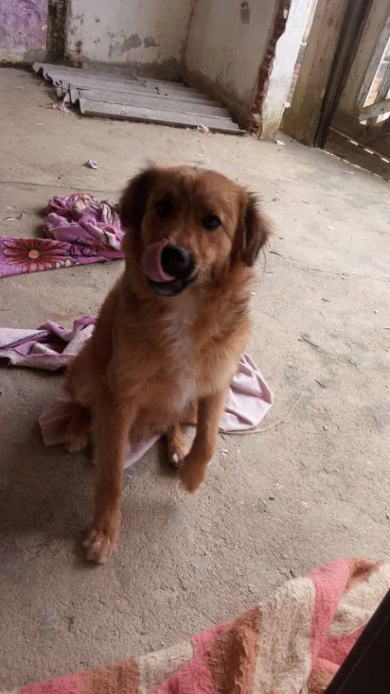 Cachorro raça  idade 2 a 6 meses nome Napoleão