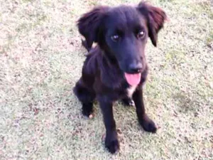 Cachorro raça indefinido idade 2 a 6 meses nome Filhote