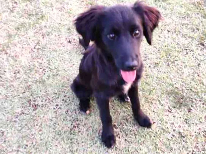 Cachorro ra a indefinido idade 2 a 6 meses nome Filhote