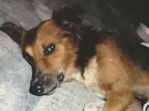Cachorro raça Vira-lata  idade  nome Não possui