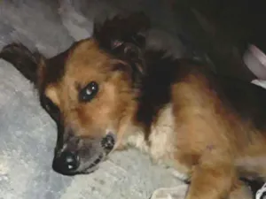 Cachorro raça Vira-lata  idade  nome Não possui