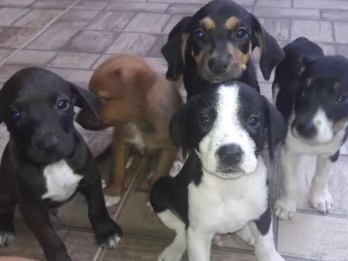 Cachorro ra a Fila idade 2 a 6 meses nome Está sem 
