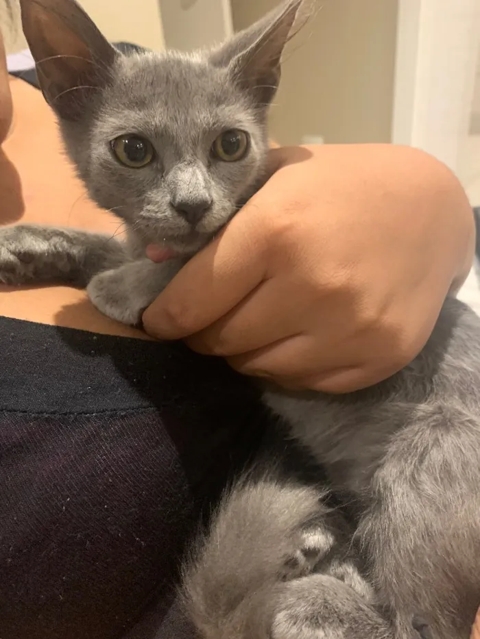 Gato ra a Sem raça idade 2 a 6 meses nome Tom