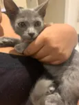 Tom