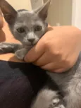 Tom