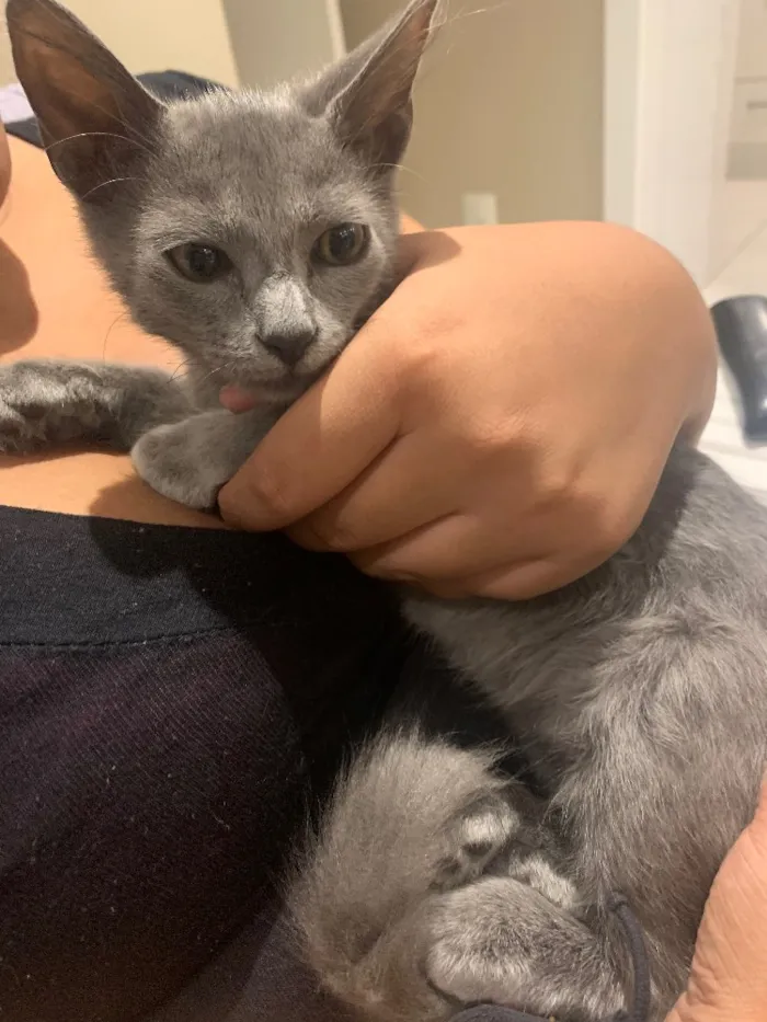 Gato ra a Sem raça idade 2 a 6 meses nome Tom
