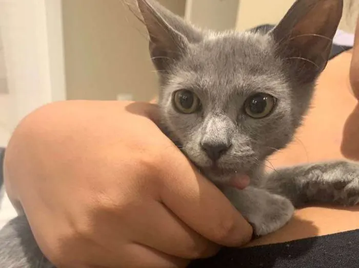 Gato ra a Sem raça idade 2 a 6 meses nome Tom