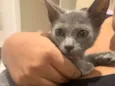 Tom