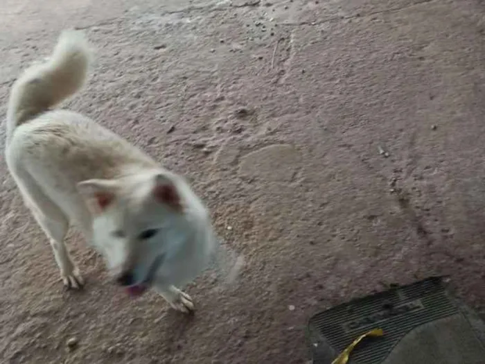Cachorro ra a E de raça  idade 4 anos nome Não sei