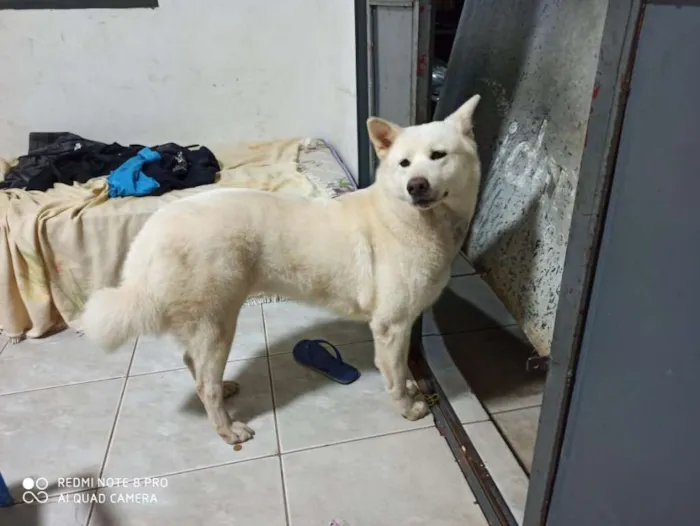 Cachorro ra a E de raça  idade 4 anos nome Não sei