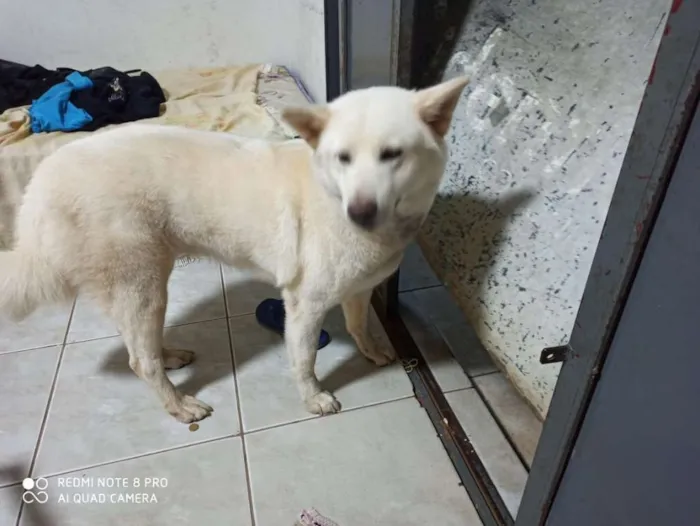 Cachorro ra a E de raça  idade 4 anos nome Não sei