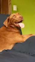 Caramelo