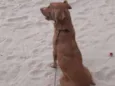 Caramelo