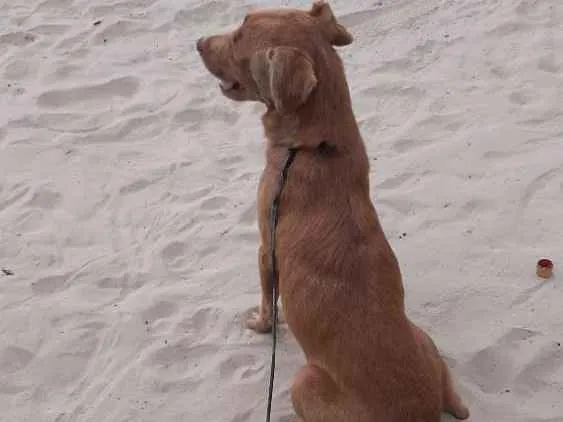 Cachorro ra a Vira lata idade 1 ano nome Caramelo