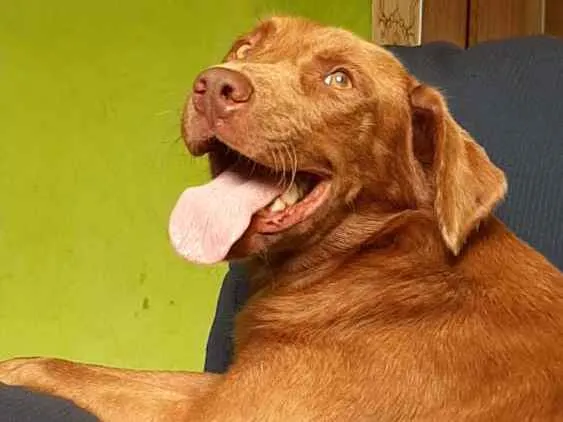 Cachorro ra a Vira lata idade 1 ano nome Caramelo