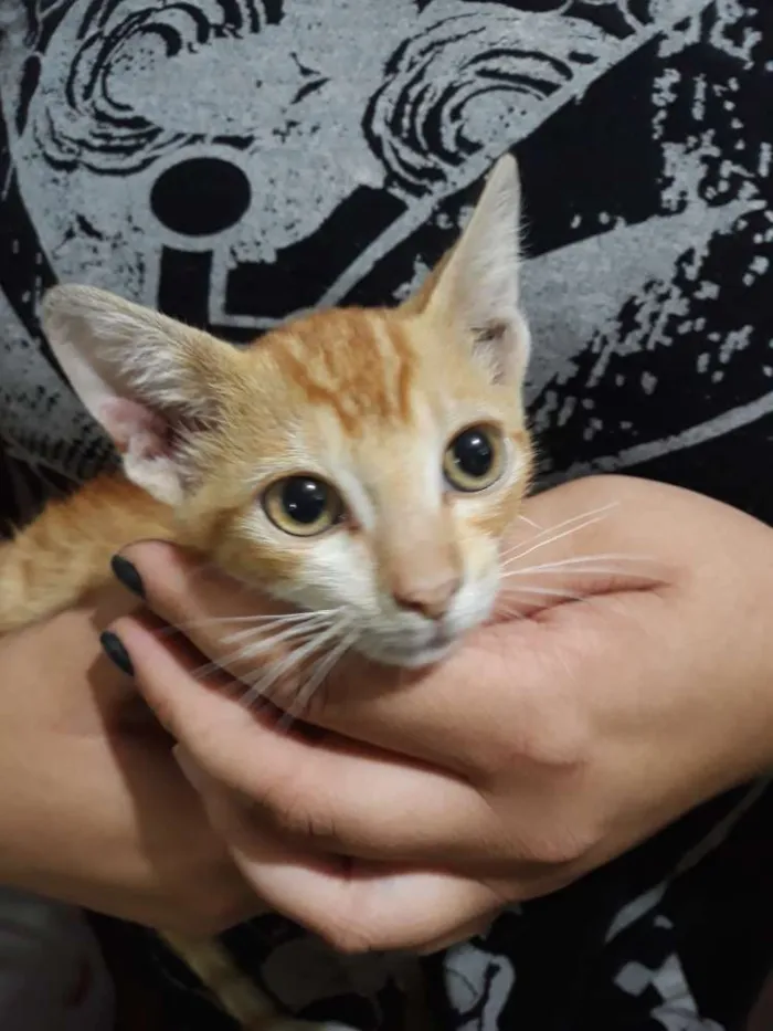 Gato ra a Vira lata laranja idade 2 a 6 meses nome Não sei