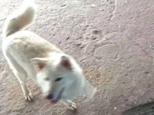 Cachorro raça E de raça  idade 4 anos nome Não sei
