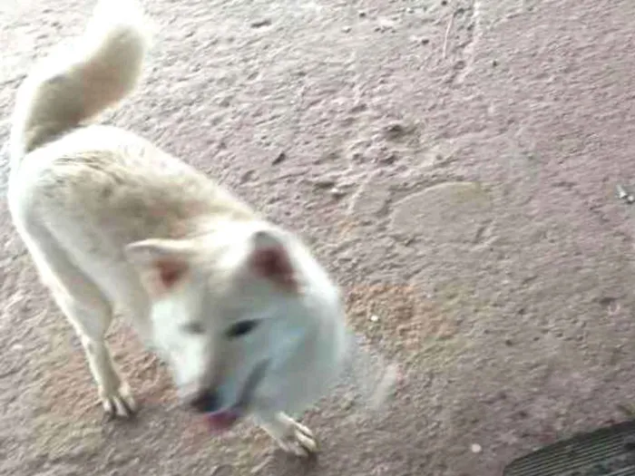 Cachorro ra a E de raça  idade 4 anos nome Não sei