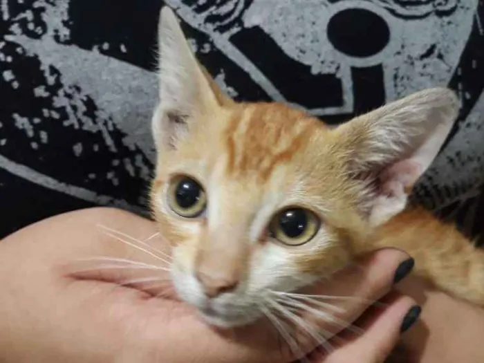 Gato ra a Vira lata laranja idade 2 a 6 meses nome Não sei