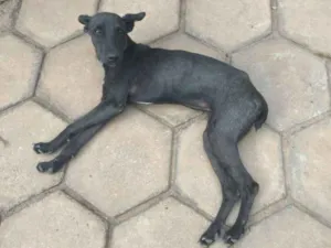 Cachorro raça SRD idade 7 a 11 meses nome Berinjela