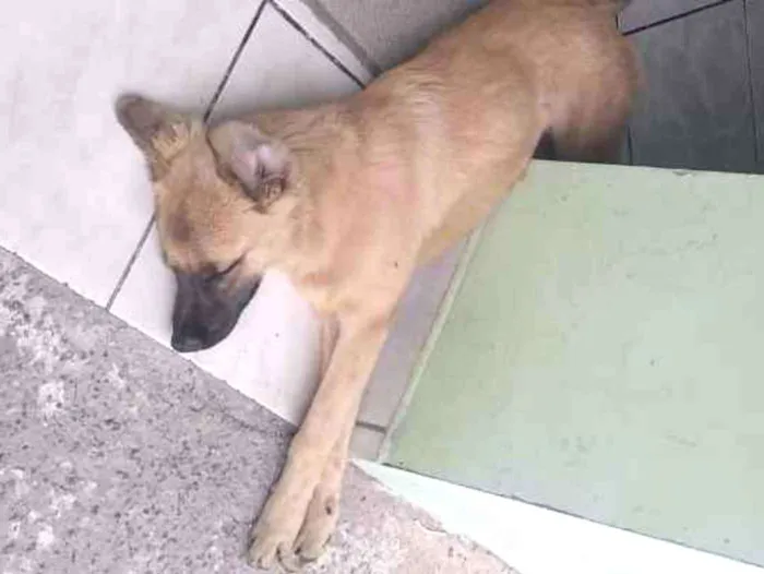 Cachorro ra a Mistura com pastor alemão idade 7 a 11 meses nome Não sei 