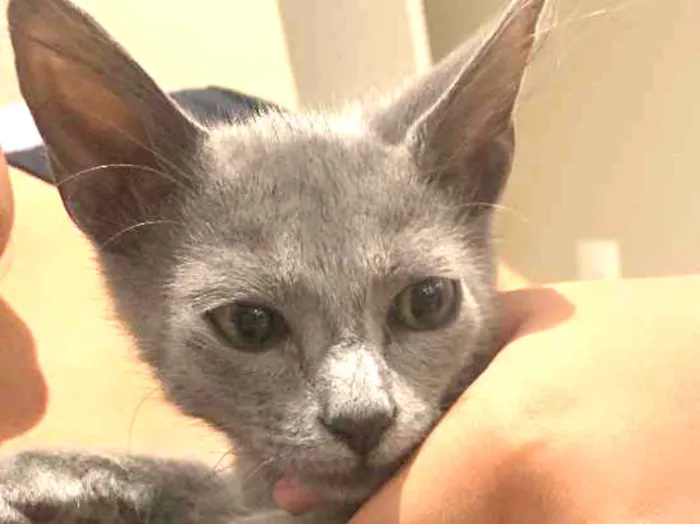 Gato ra a Sem raça idade 2 a 6 meses nome Tom