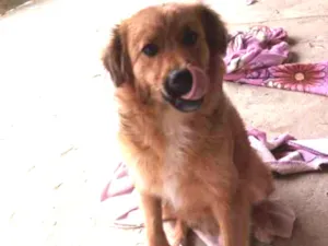 Cachorro raça  idade 2 a 6 meses nome Napoleão