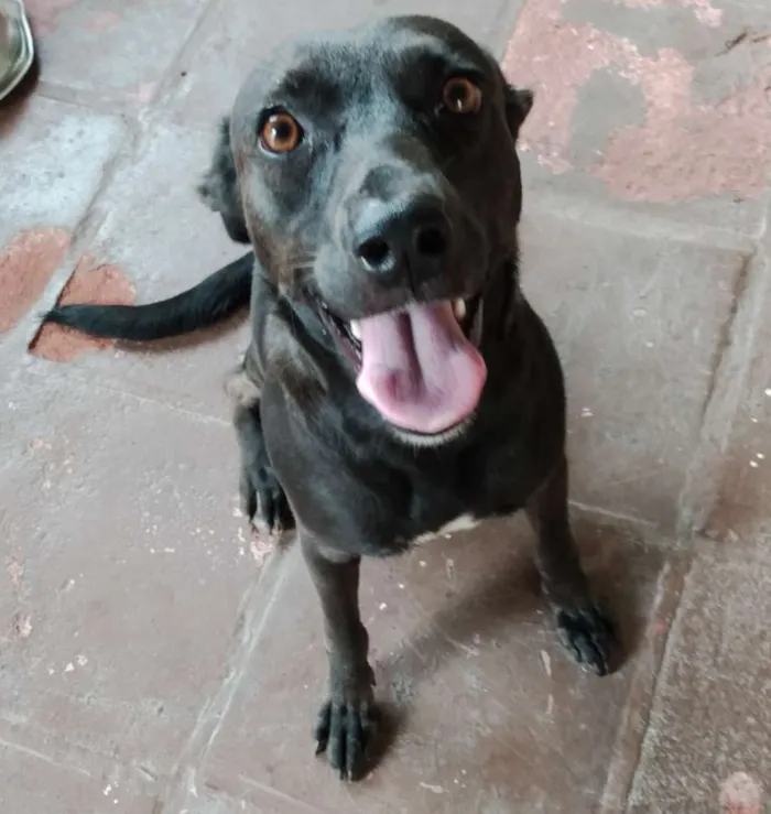 Cachorro raça Viralata  idade 1 ano nome Neguinha