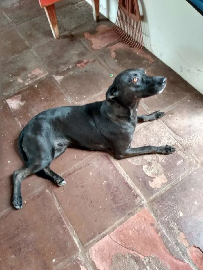 Cachorro raça Viralata  idade 1 ano nome Neguinha