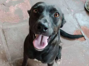 Cachorro raça Viralata  idade 1 ano nome Neguinha