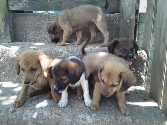 Cachorro ra a Srd idade Abaixo de 2 meses nome Filhotes